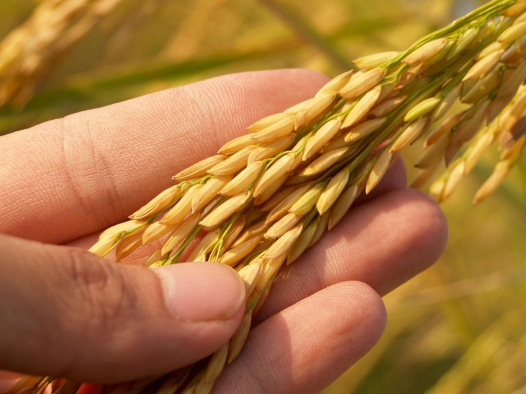 Golden Rice hasil modifikasi genetik kaya vitamin A