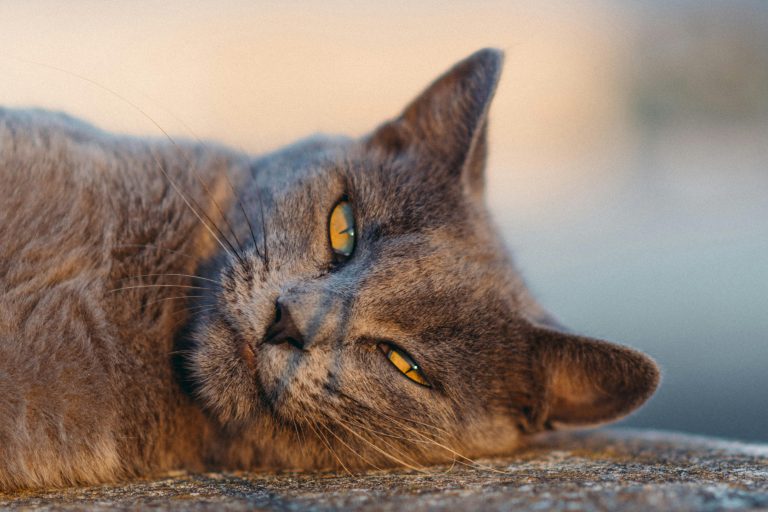 pexels-mahmoud-yahyaoui-34368086